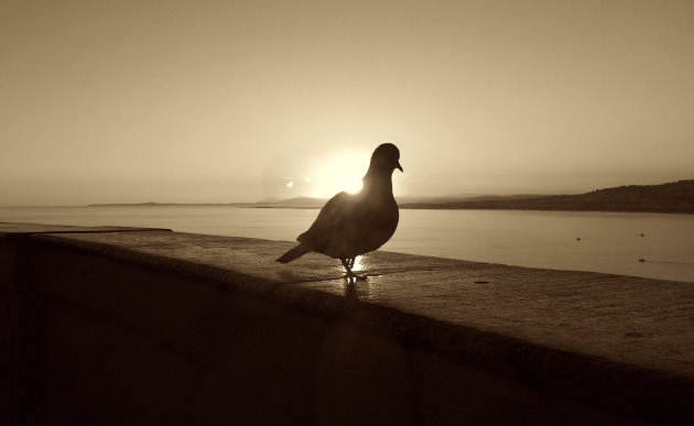 Pigeon against sunset