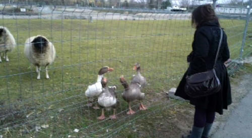 Sheep and geese outside the Offenbach venue