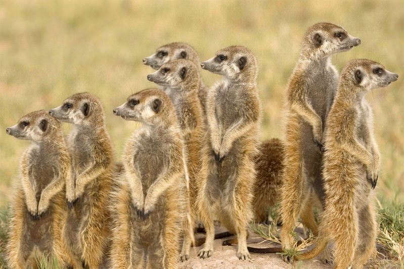 Meerkats